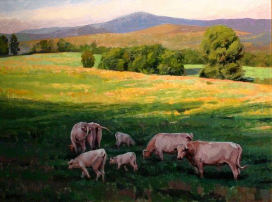 CattleInShadows